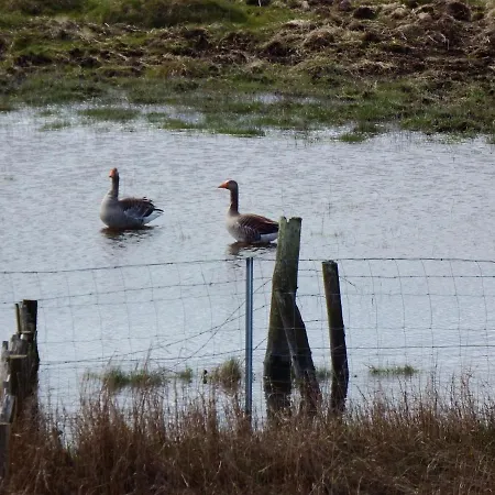 Sterntaucher * Hohwacht